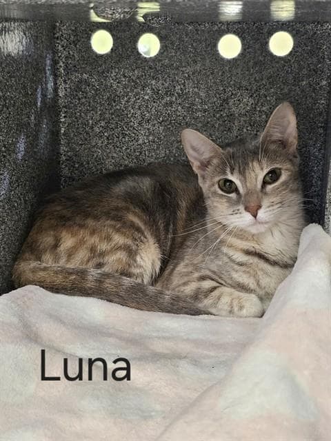 Luna - Domestic Short Hair
