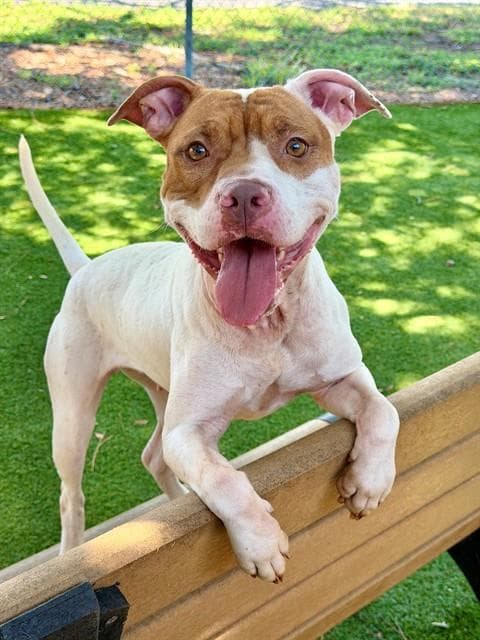 Julie - American Pit Bull Terrier