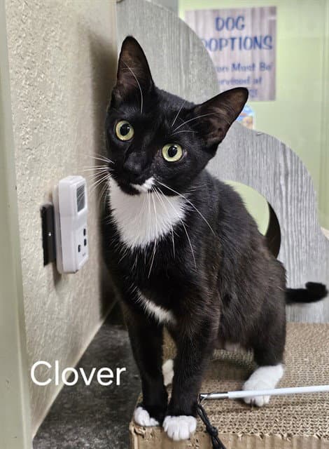 Clover