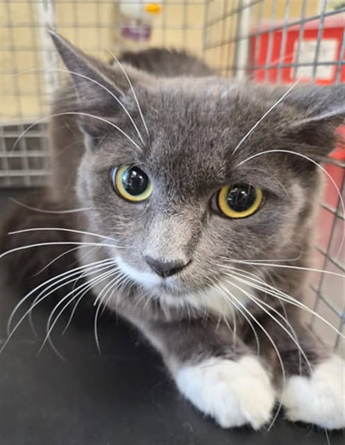 Sammie - Domestic Medium Hair