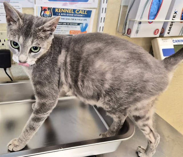 Fern - Domestic Short Hair