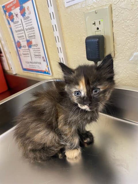 Lilo - Domestic Medium Hair
