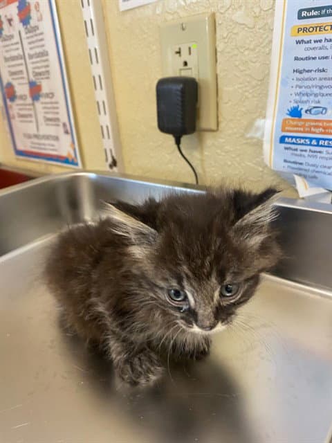 Stitch - Domestic Medium Hair