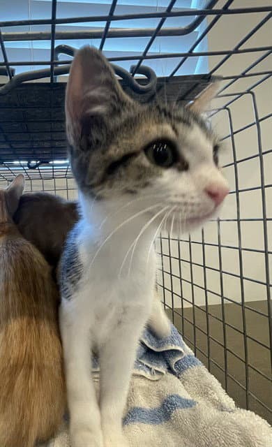 Honey - Domestic Short Hair
