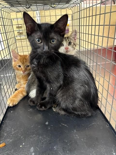 Jade - Domestic Short Hair