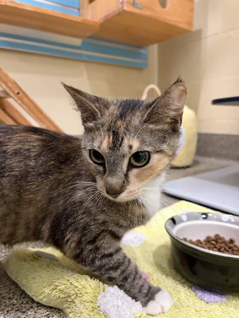 Cola - Domestic Short Hair