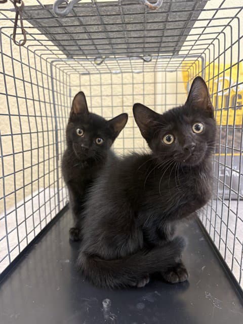 Roe - Domestic Short Hair