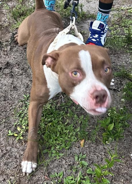Chestnut - American Pit Bull Terrier