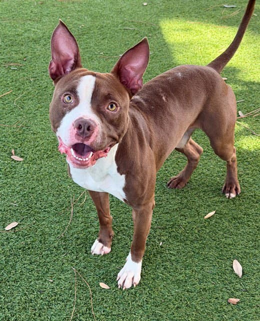Chestnut - American Pit Bull Terrier