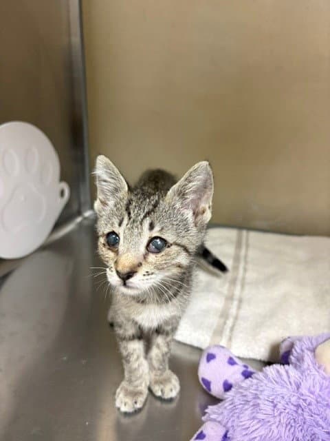 Kelly - Domestic Short Hair