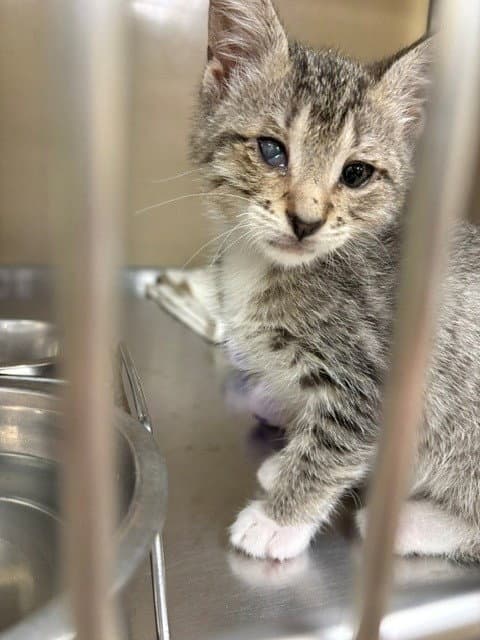 Uno - Domestic Short Hair