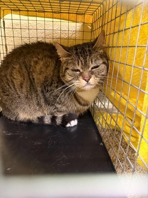 Dolly - Domestic Short Hair