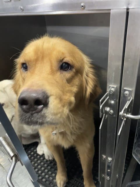 Goliath - Golden Retriever