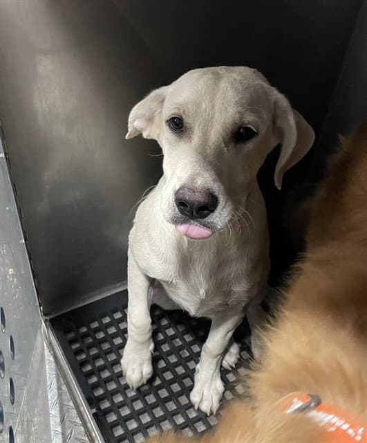 Milk - Labrador Retriever