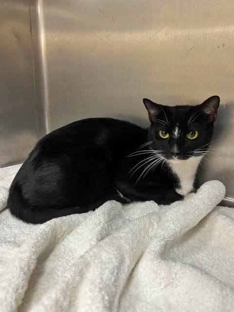 Winnie - Domestic Short Hair