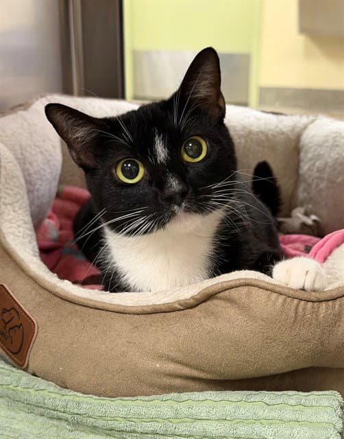 Winnie - Domestic Short Hair