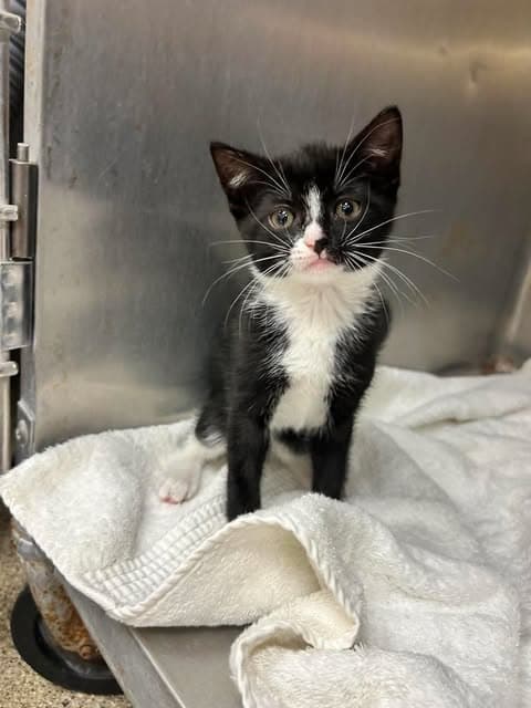 Sasha - Domestic Short Hair