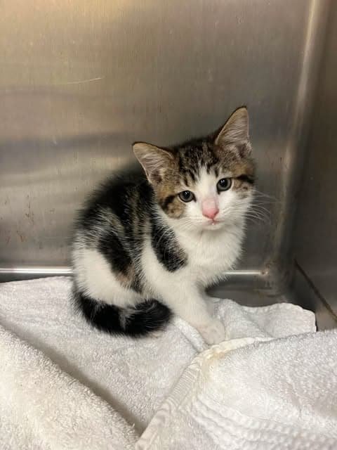 Trinity - Domestic Short Hair