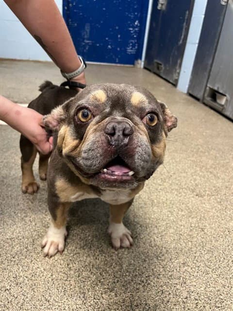 Jameson - French Bulldog