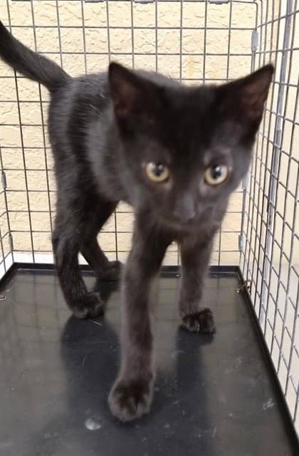 Winston - Domestic Short Hair