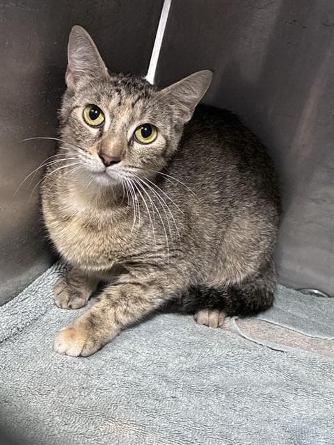 Chickpea - Domestic Short Hair