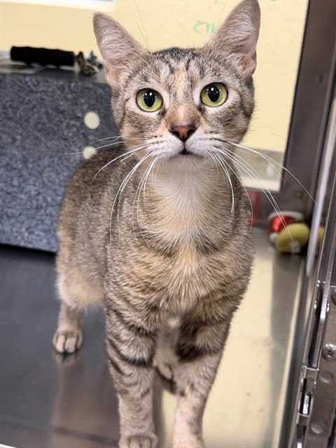 Chickpea - Domestic Short Hair