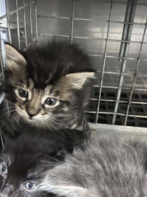 Lima Bean - Domestic Medium Hair