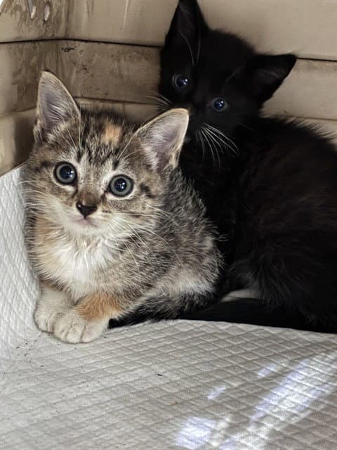 Kitty - Domestic Short Hair