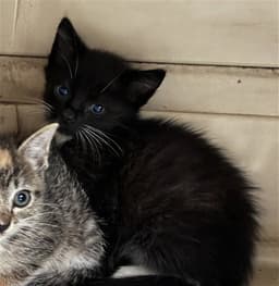 Kat image 1