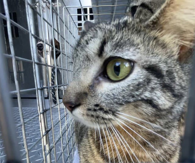 Cinnamon - Domestic Short Hair
