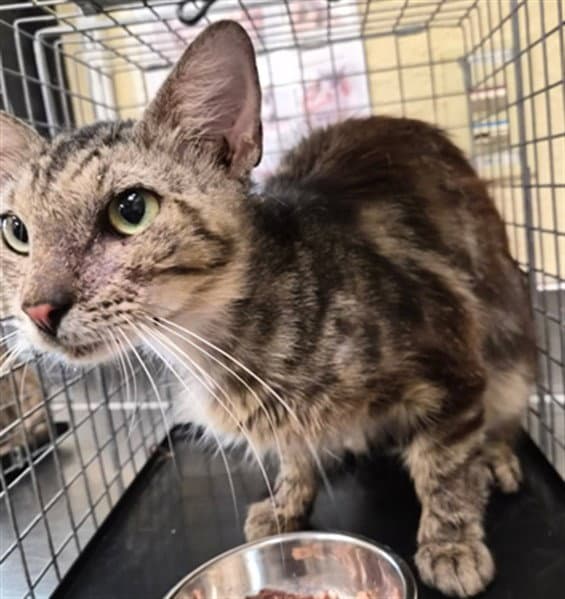 Uma - Domestic Short Hair