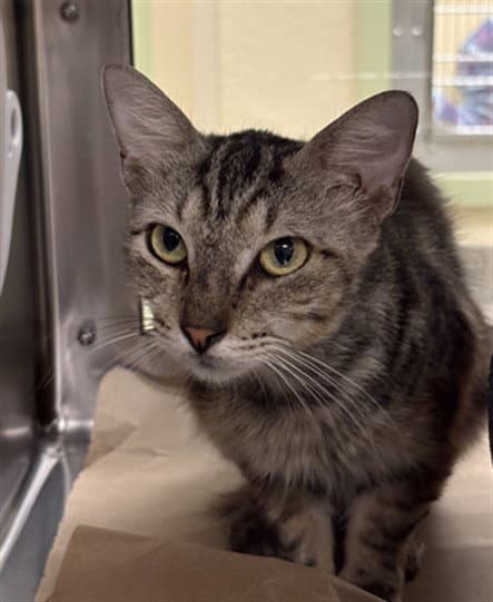 Uma - Domestic Short Hair
