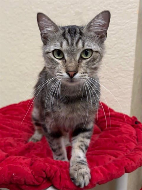Uma - Domestic Short Hair