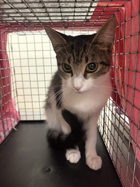 Sally - Domestic Short Hair
