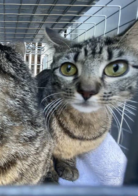 Sugar - Domestic Short Hair