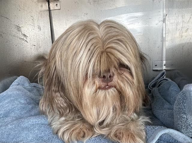 Fabio - Shih Tzu