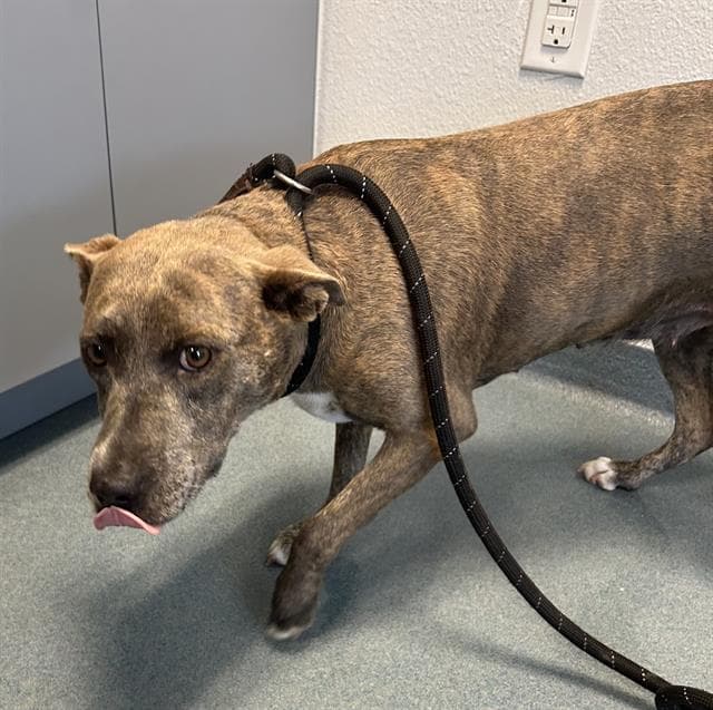 Junie - American Staffordshire Terrier