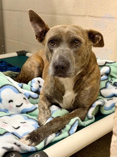 Junie - American Staffordshire Terrier