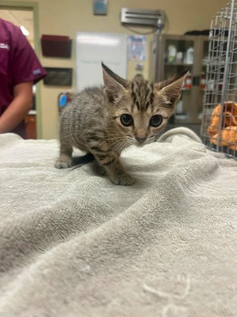 Rambutan - Domestic Short Hair