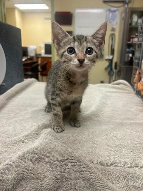 Lychee - Domestic Short Hair
