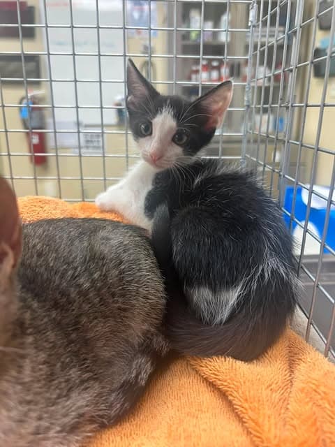 Longan - Domestic Short Hair