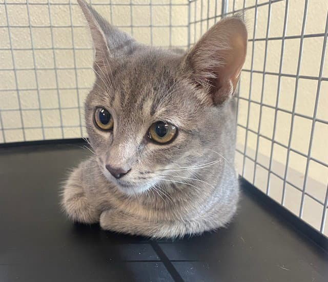 Zoey - Domestic Short Hair