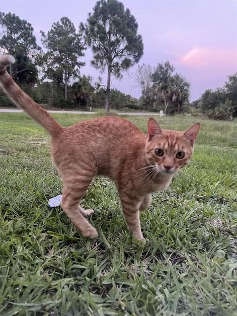 Marlin - Domestic Short Hair