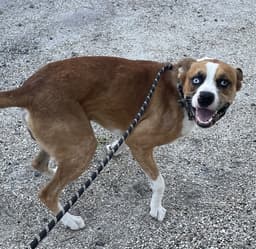 Ernie image 1