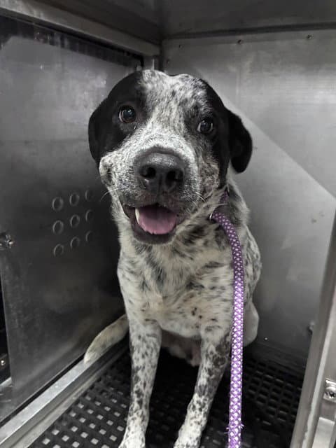 Cooper - Australian Cattle Dog/Blue Heeler