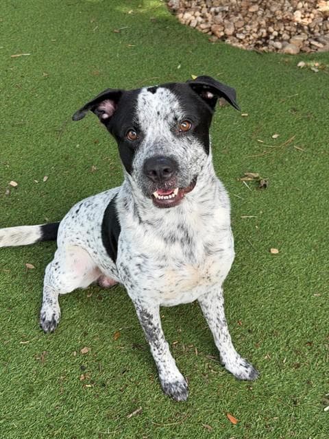 Cooper - Australian Cattle Dog/Blue Heeler