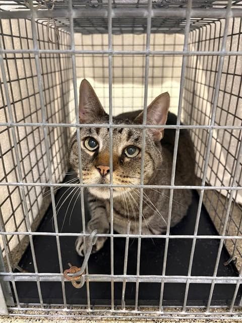 Bruce - Domestic Short Hair