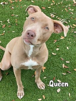 Queen image 1