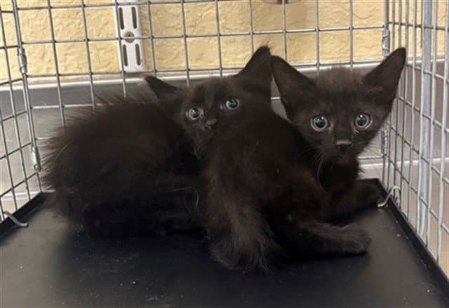 Elora - Domestic Short Hair