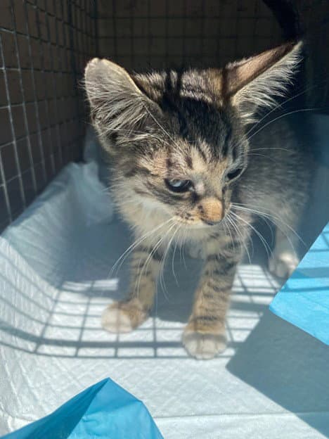 Pixie - Domestic Short Hair